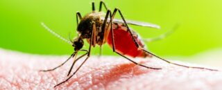 Chikungunya – Os benefícios de se tratar com a ozonioterapia