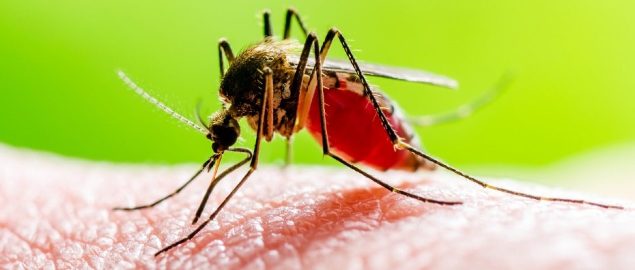 Chikungunya – Os benefícios de se tratar com a ozonioterapia